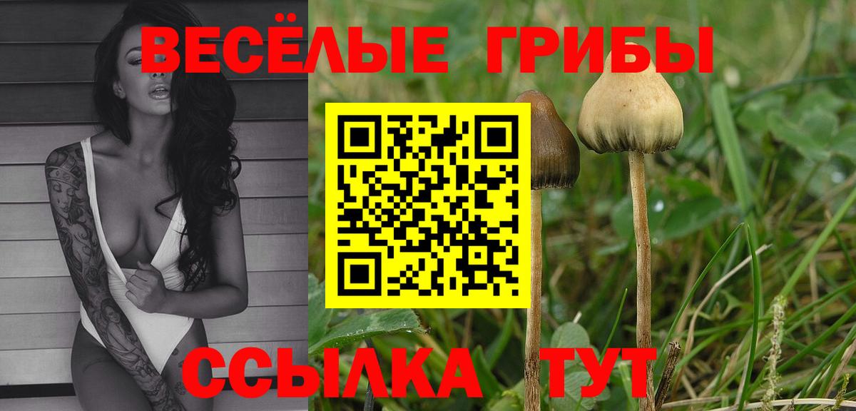 Псилоцибиновые грибы Psilocybe Новошахтинск